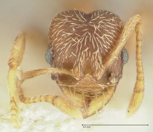 Kalathomyrmex emeryi specimen FOCOL1774 image focol1774_2