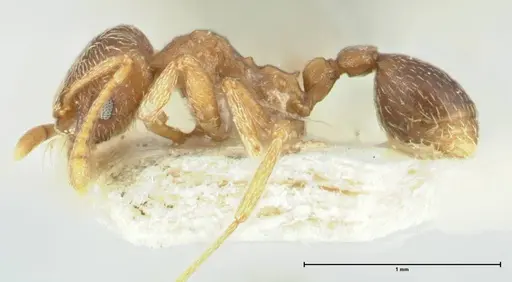 Kalathomyrmex emeryi specimen FOCOL1774 image focol1774_3