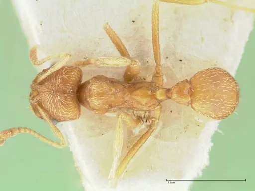 Kalathomyrmex emeryi specimen FOCOL1775 image focol1775_1