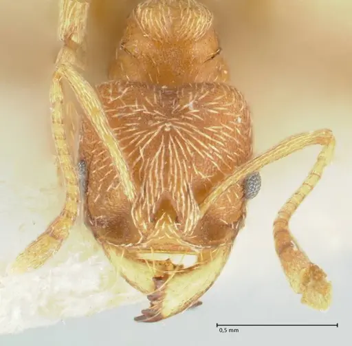 Kalathomyrmex emeryi specimen FOCOL1775 image focol1775_2
