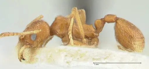 Kalathomyrmex emeryi specimen FOCOL1775 image focol1775_3