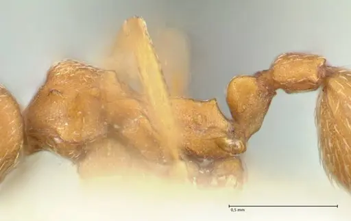 Kalathomyrmex emeryi specimen FOCOL1775 image focol1775_4
