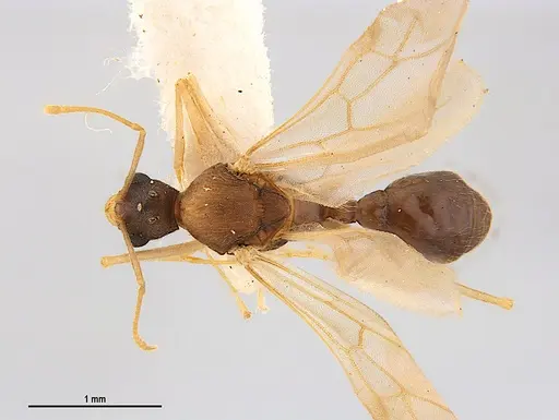 Kalathomyrmex emeryi specimen MZSPHYM0135890 image mzsphym0135890_1