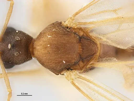 Kalathomyrmex emeryi specimen MZSPHYM0135890 image mzsphym0135890_2