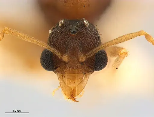 Kalathomyrmex emeryi specimen MZSPHYM0135890 image mzsphym0135890_3