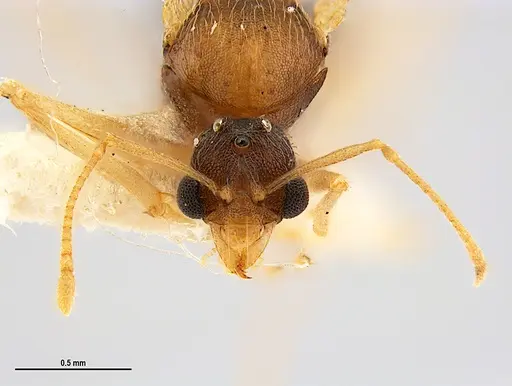 Kalathomyrmex emeryi specimen MZSPHYM0135890 image mzsphym0135890_4
