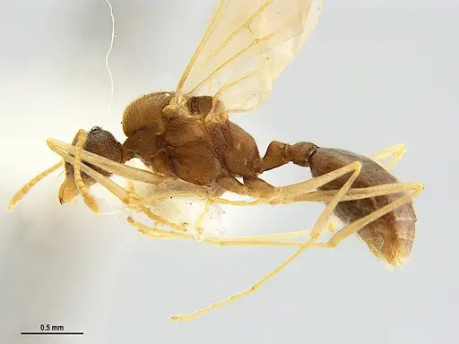 Kalathomyrmex emeryi specimen MZSPHYM0135890 image mzsphym0135890_5