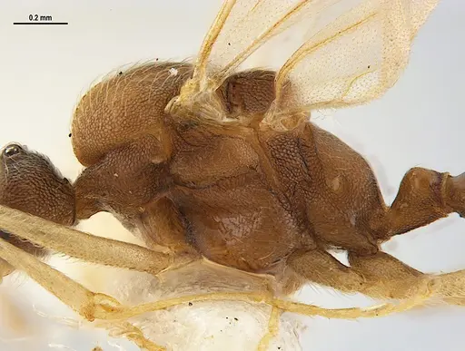 Kalathomyrmex emeryi specimen MZSPHYM0135890 image mzsphym0135890_6