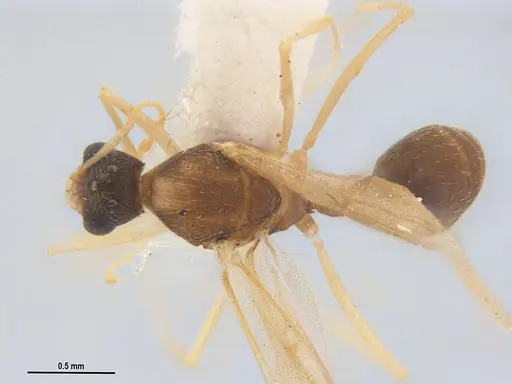 Kalathomyrmex emeryi specimen MZSPHYM0135891 image mzsphym0135891_1