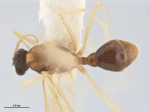 Kalathomyrmex emeryi specimen MZSPHYM0135891 image mzsphym0135891_2