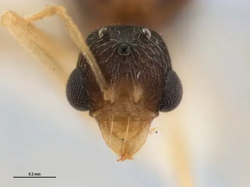Kalathomyrmex emeryi specimen MZSPHYM0135891 image mzsphym0135891_3