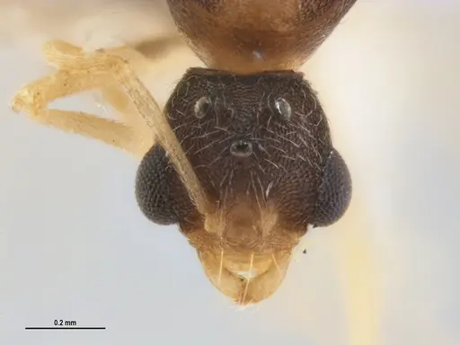 Kalathomyrmex emeryi specimen MZSPHYM0135891 image mzsphym0135891_4