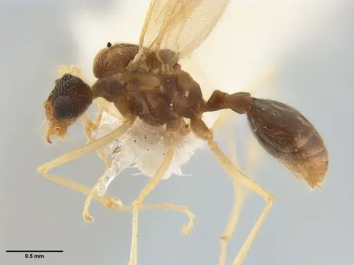 Kalathomyrmex emeryi specimen MZSPHYM0135891 image mzsphym0135891_5