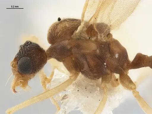 Kalathomyrmex emeryi specimen MZSPHYM0135891 image mzsphym0135891_6