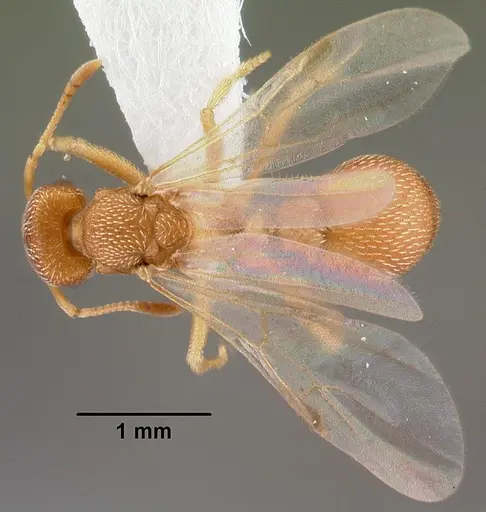 Kalathomyrmex emeryi specimen PSW12459-24 image psw12459-24_1