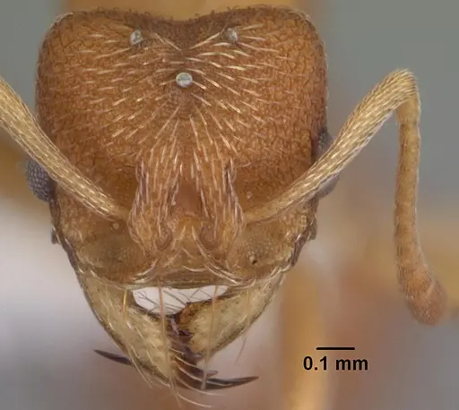 Kalathomyrmex emeryi specimen PSW12459-24 image psw12459-24_2