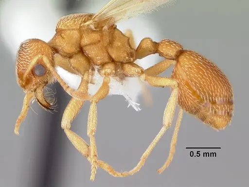Kalathomyrmex emeryi specimen PSW12459-24 image psw12459-24_3