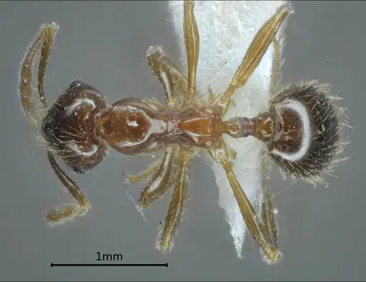 Kartidris ashima specimen ANTWEB1060546 image antweb1060546_1