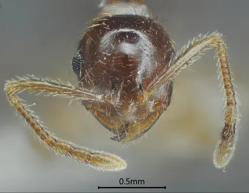 Kartidris ashima specimen ANTWEB1060546 image antweb1060546_2