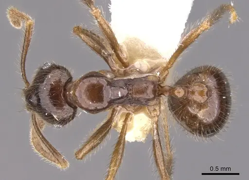 Kartidris galos specimen CASENT0901256 image casent0901256_1