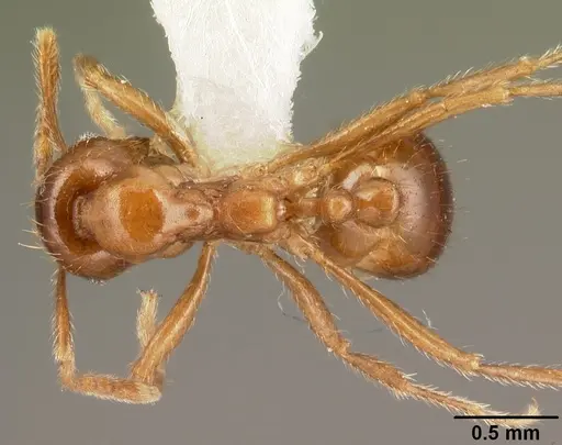 Kartidris matertera specimen CASENT0101965 image casent0101965_1