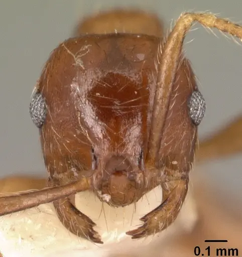 Kartidris matertera specimen CASENT0101965 image casent0101965_2
