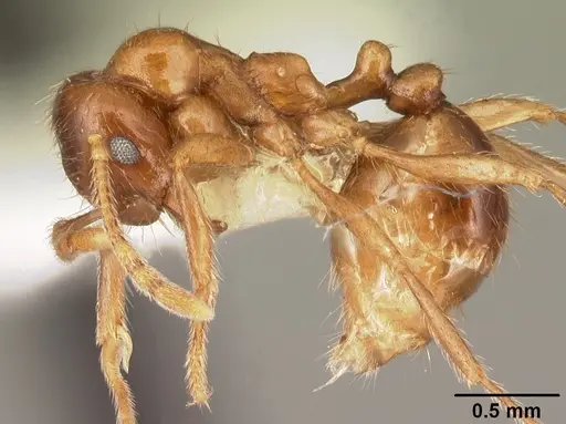 Kartidris matertera specimen CASENT0101965 image casent0101965_4