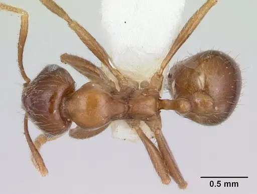 Kartidris matertera specimen CASENT0178537 image casent0178537_1