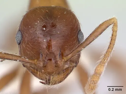 Kartidris matertera specimen CASENT0178537 image casent0178537_2
