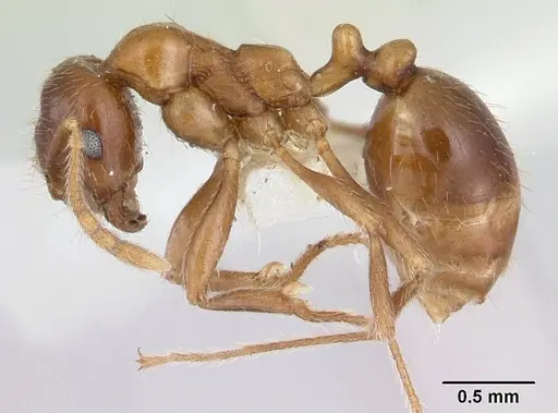 Kartidris matertera specimen CASENT0178537 image casent0178537_3