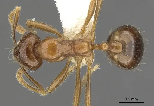 Kartidris matertera specimen CASENT0901257 image casent0901257_1