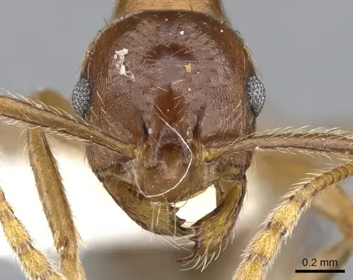 Kartidris matertera specimen CASENT0901257 image casent0901257_2
