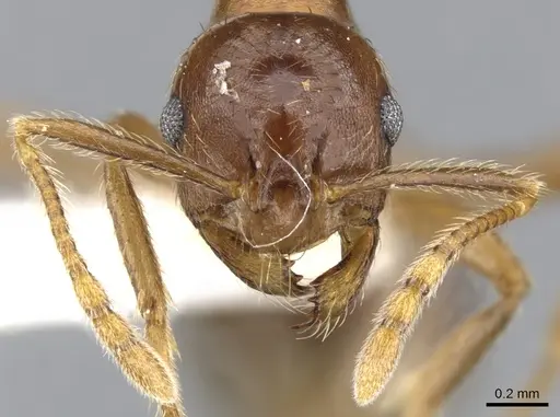 Kartidris matertera specimen CASENT0901257 image casent0901257_3