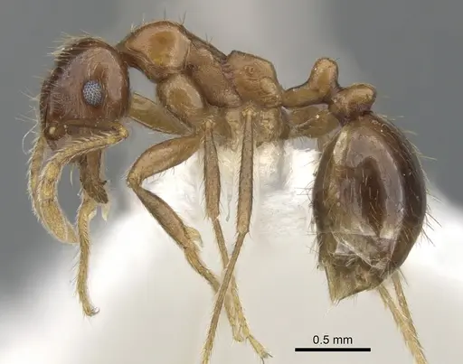 Kartidris matertera specimen CASENT0901257 image casent0901257_4