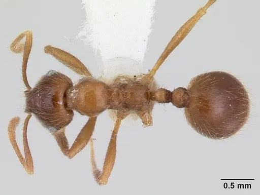 Kartidris nyos specimen CASENT0178538 image casent0178538_1