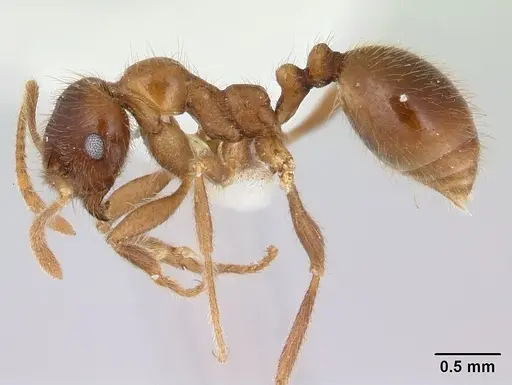 Kartidris nyos specimen CASENT0178538 image casent0178538_3