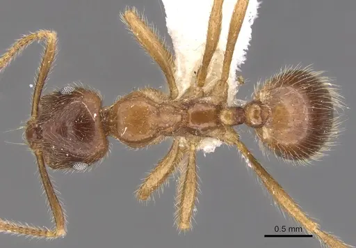Kartidris nyos specimen CASENT0901255 image casent0901255_1