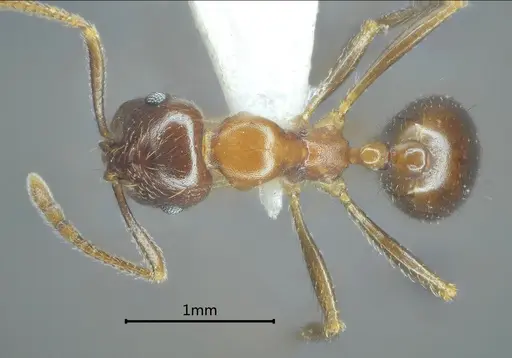 Kartidris sparsipila specimen ANTWEB1060547 image antweb1060547_1