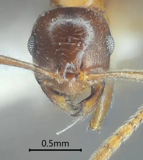 Kartidris sparsipila specimen ANTWEB1060547 image antweb1060547_2