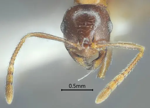 Kartidris sparsipila specimen ANTWEB1060547 image antweb1060547_3