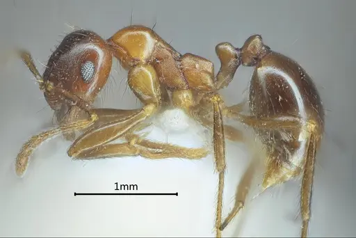 Kartidris sparsipila specimen ANTWEB1060547 image antweb1060547_4