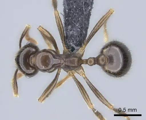Kartidris sparsipila specimen CASENT0235130 image casent0235130_1