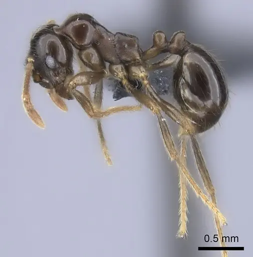 Kartidris sparsipila specimen CASENT0235130 image casent0235130_3