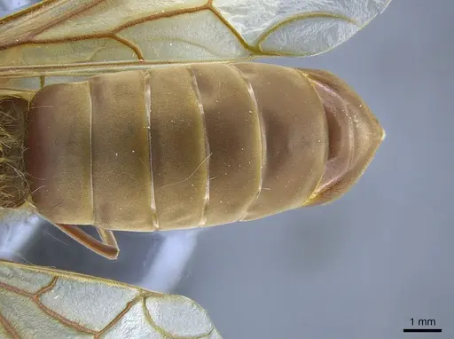 Labidus auropubens specimen CASENT0650533 image casent0650533_2