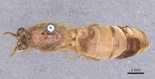 Labidus auropubens specimen CASENT0911391 image casent0911391_1