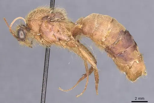 Labidus auropubens specimen CASENT0911391 image casent0911391_3