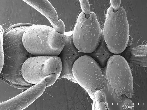 Labidus coecus specimen ANTWEB1008538 image antweb1008538_1