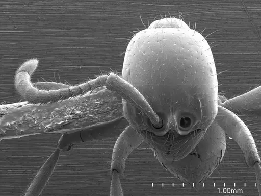 Labidus coecus specimen ANTWEB1008538 image antweb1008538_2