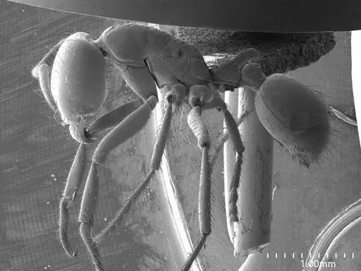 Labidus coecus specimen ANTWEB1008538 image antweb1008538_3
