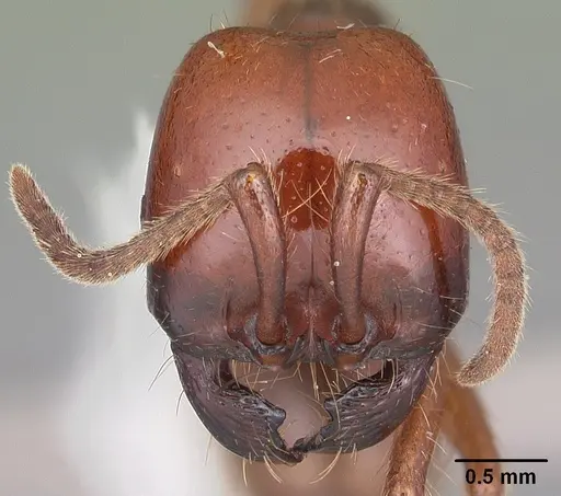 Labidus coecus specimen CASENT0104069 image casent0104069_2